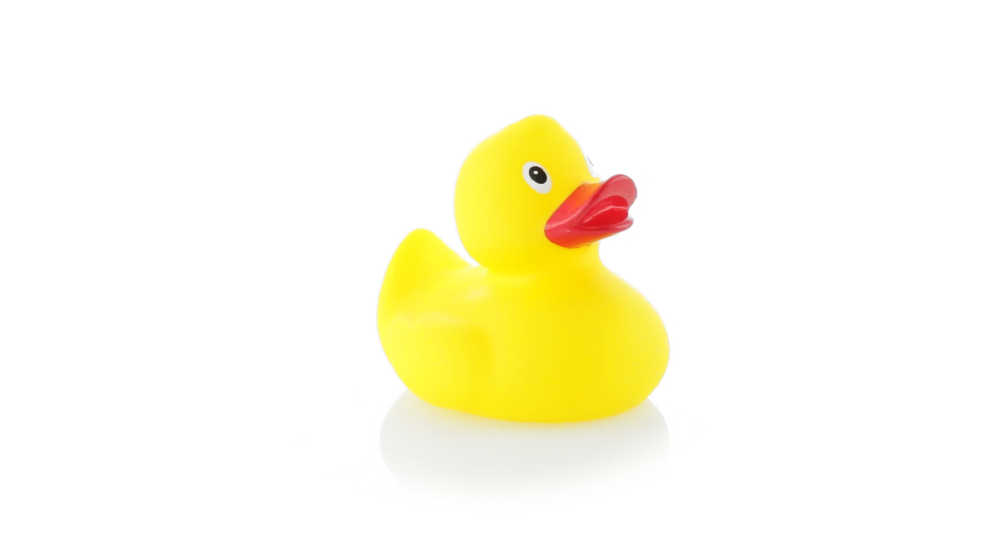A small yellow rubber duck on a white background